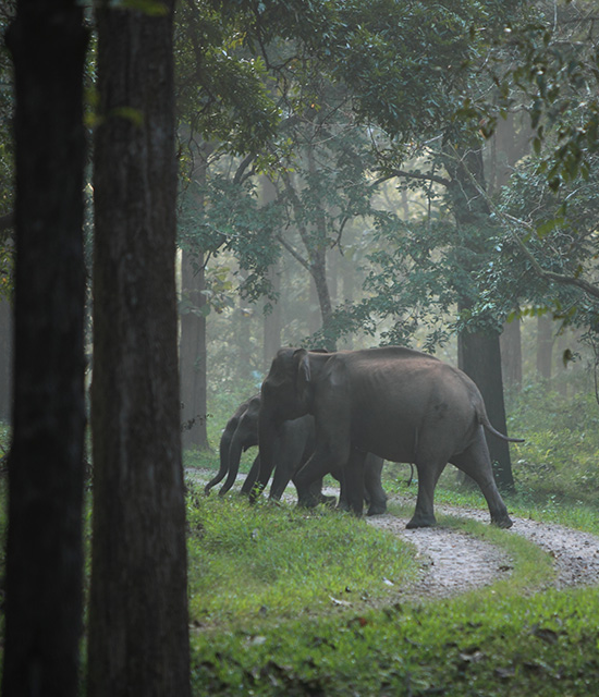 Tholpetty Wildlife Sanctuary
